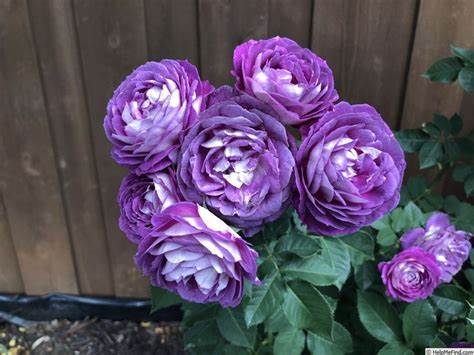 lavender climbing rose plant Rose - Climbing