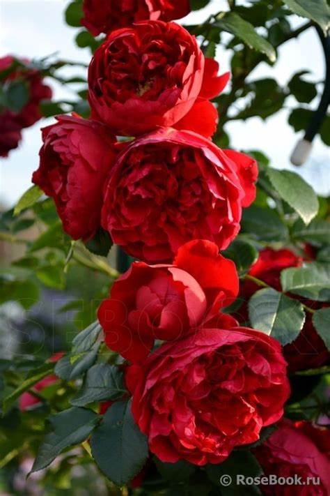 Rose - Climbing - Florentina