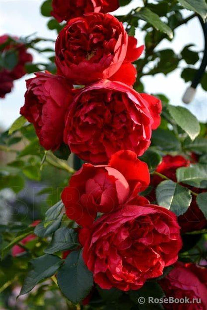 Rose - Climbing - Florentina