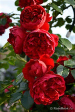 Load image into Gallery viewer, Rose - Climbing - Florentina
