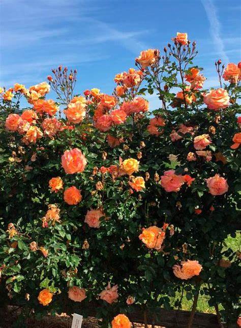 Rose - Climbing - Tangerine Skies
