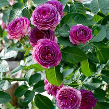Load image into Gallery viewer, Rose - Climbing - Lavender Crush
