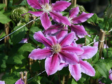 Load image into Gallery viewer, Clematis &#39;Dr. Ruppel&#39;
