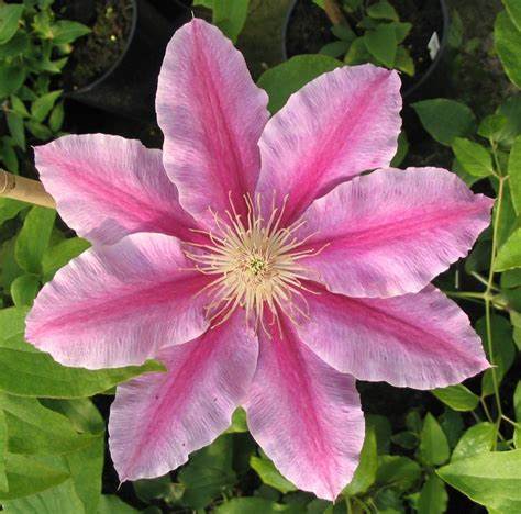 Clematis 'Bees Jubilee'