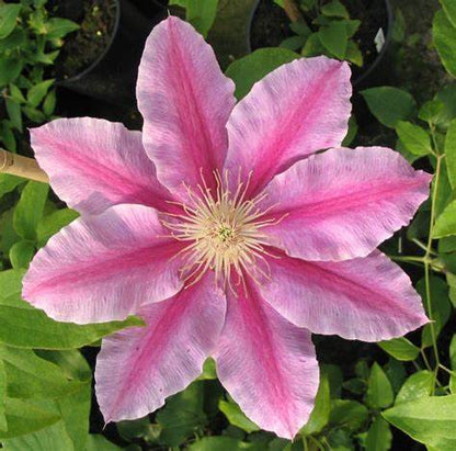 Clematis 'Bees Jubilee'