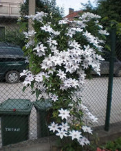 Load image into Gallery viewer, Clematis &#39;Snow White&#39; Reign - 8 inch flowers!!

