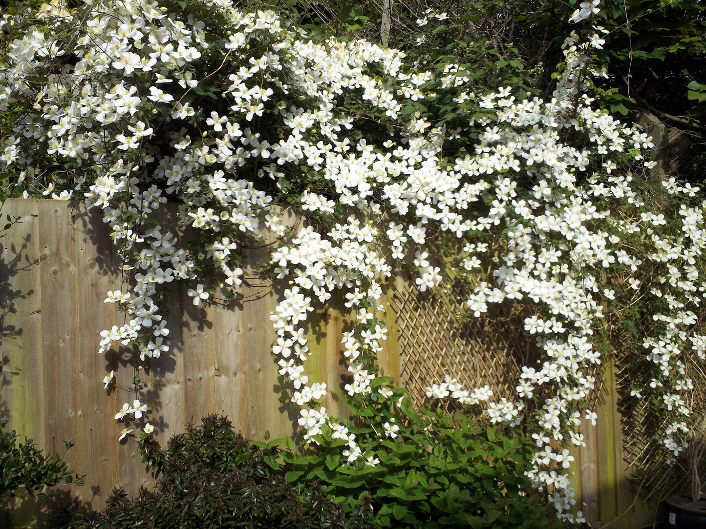 Clematis 'Montana Grandiflora' - Fragrant