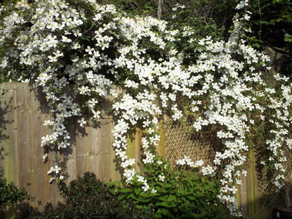 Clematis 'Montana Grandiflora' - Fragrant