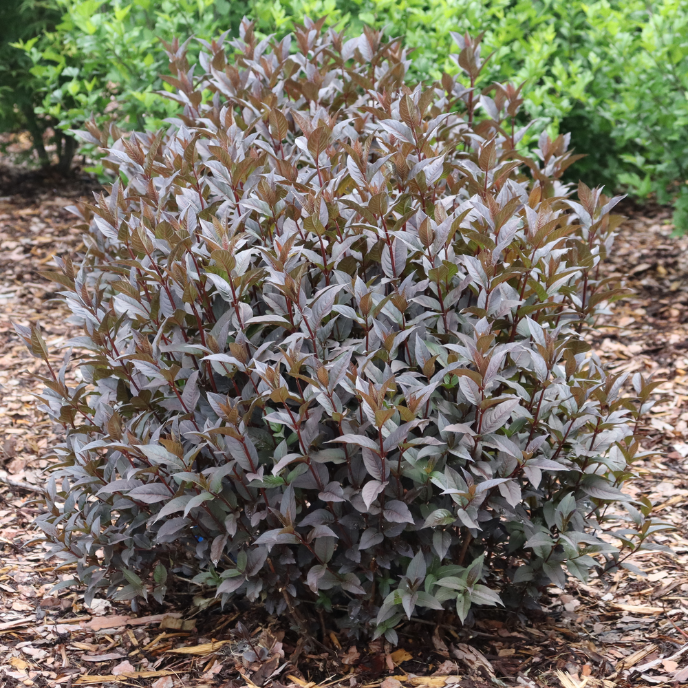 Diervilla 'SMNDSN'
