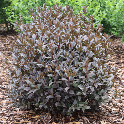 Diervilla 'SMNDSN'