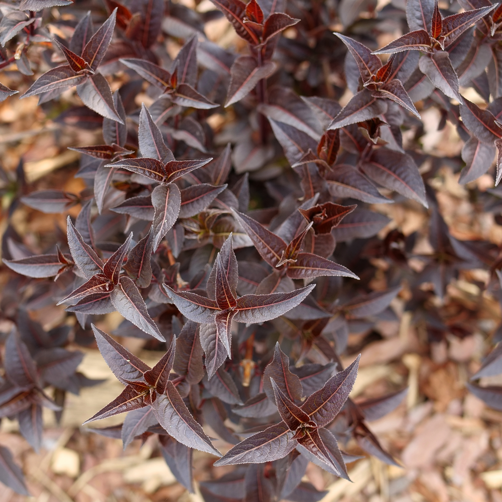 Diervilla 'SMNDSN'