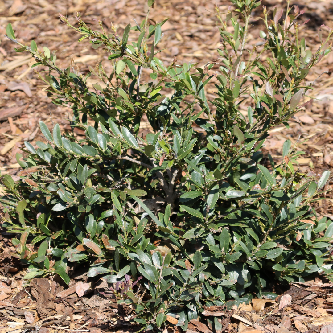 Distylium