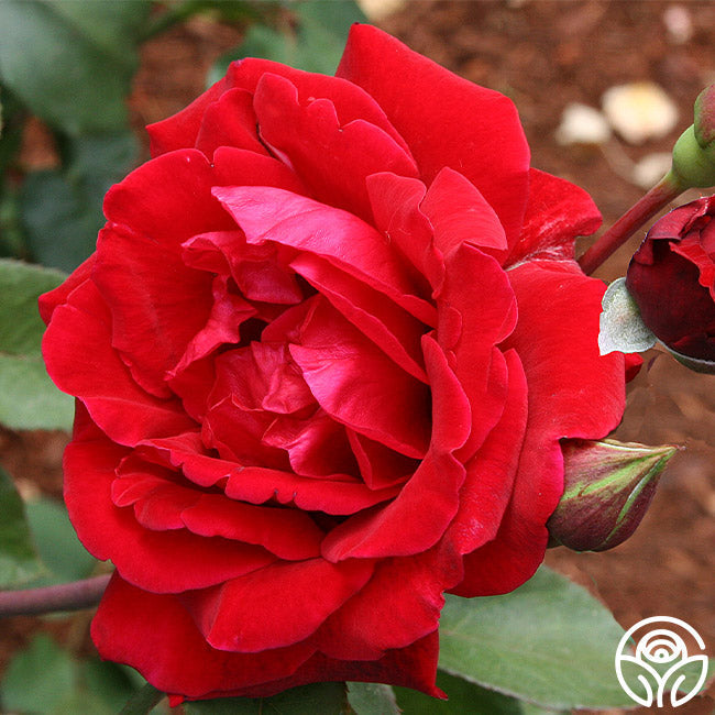 Rose - Don Juan