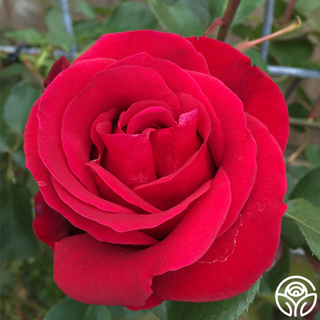 Rose - Don Juan