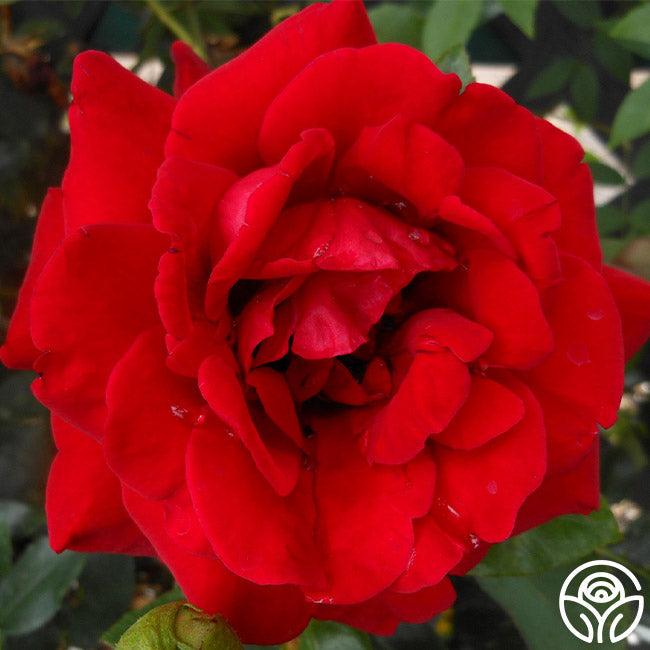 Rose - Don Juan
