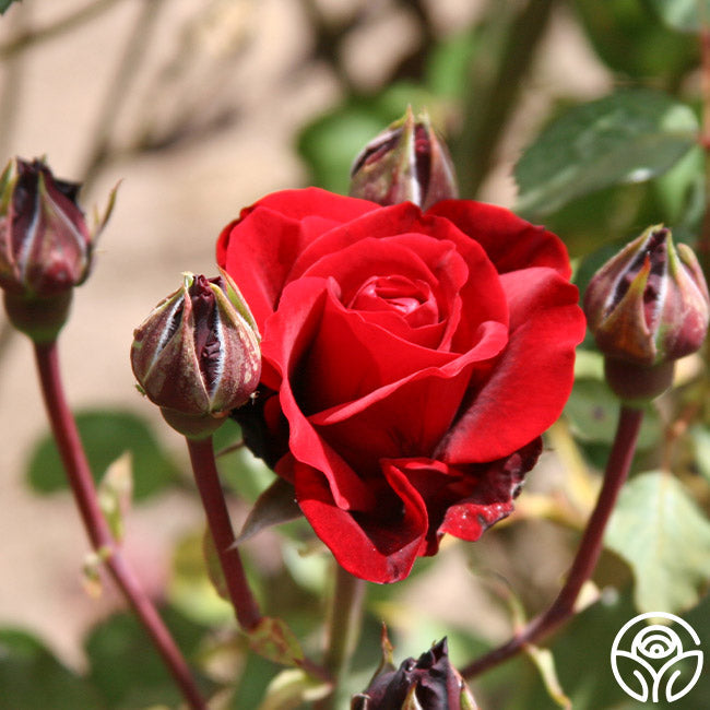 Rose - Don Juan