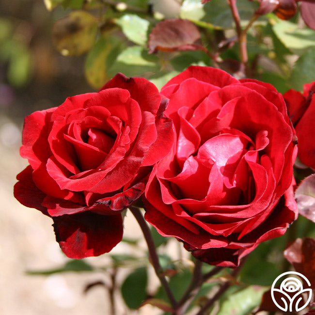 Rose - Don Juan