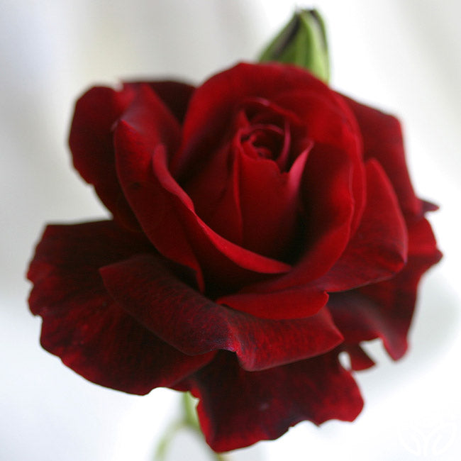 Rose - Don Juan