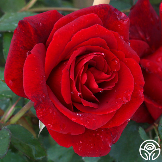 Rose - Don Juan