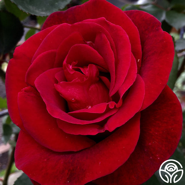 Rose - Don Juan