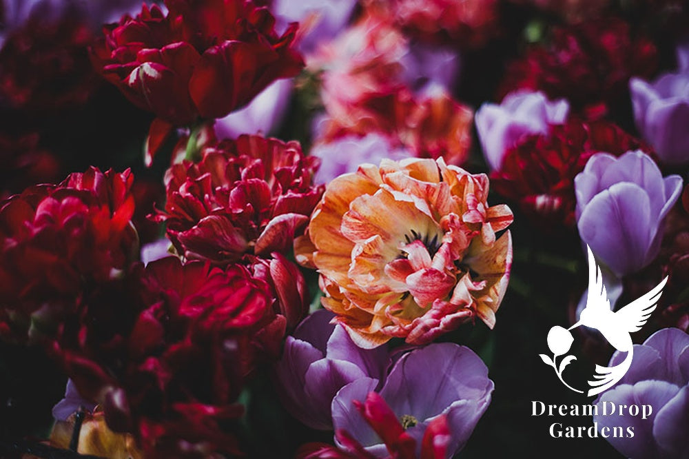 Double Bloom Tulip Bundle - Enchanted Forest — DreamDrop Gardens photo 1