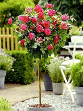 Load image into Gallery viewer, Rose - Double Knockout - Pink
