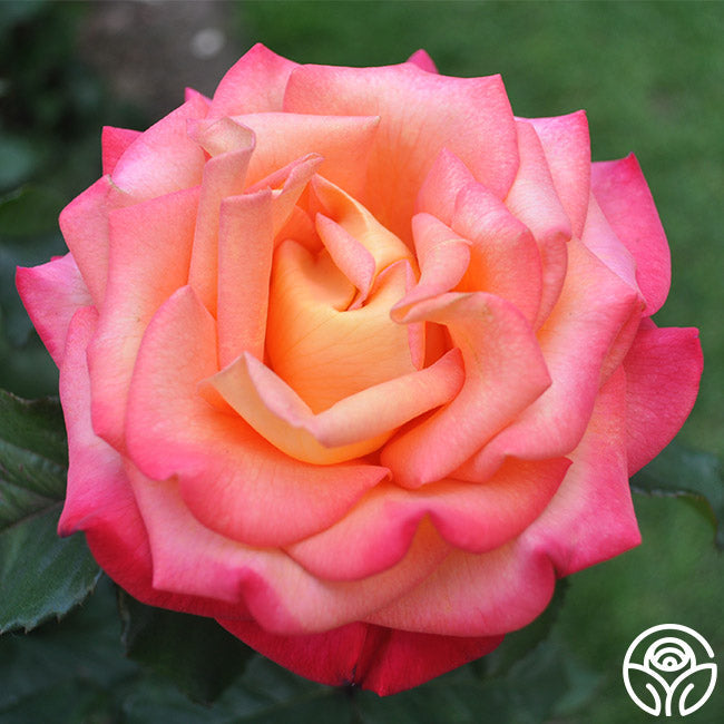 Rose - Dream Come True