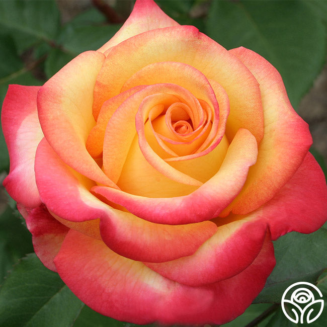 Rose - Dream Come True