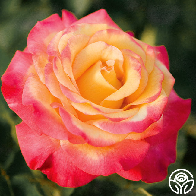 Rose - Dream Come True