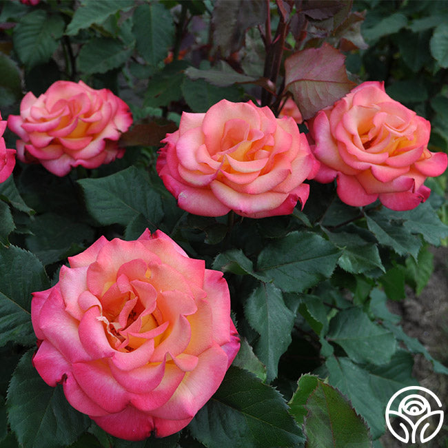 Rose - Dream Come True