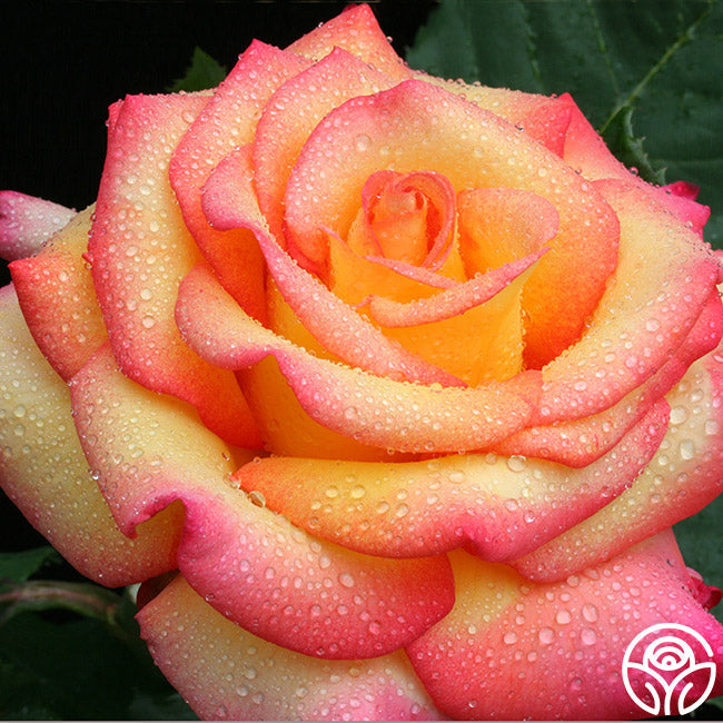 Rose - Dream Come True