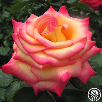 Rose - Dream Come True