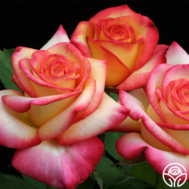 Rose - Dream Come True
