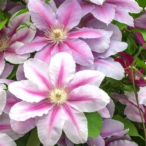 Clematis 'Bees Jubilee'