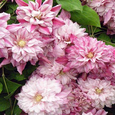 Clematis 'Pafar' AKA Patricia Ann Fretwell - Multi-Bloom Pink