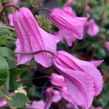 Load image into Gallery viewer, Clematis &#39;Alionushka&#39; - AKA ‘Aljenushka’ ‘Alyonushka’, ‘Aljonushka’; integrifolia ‘Aljonushka

