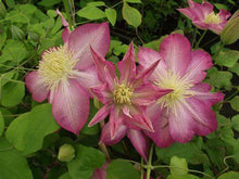 Load image into Gallery viewer, Clematis - Japanese - Haru Star
