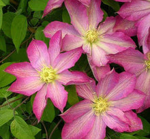 Load image into Gallery viewer, Clematis - Japanese - Haru Star
