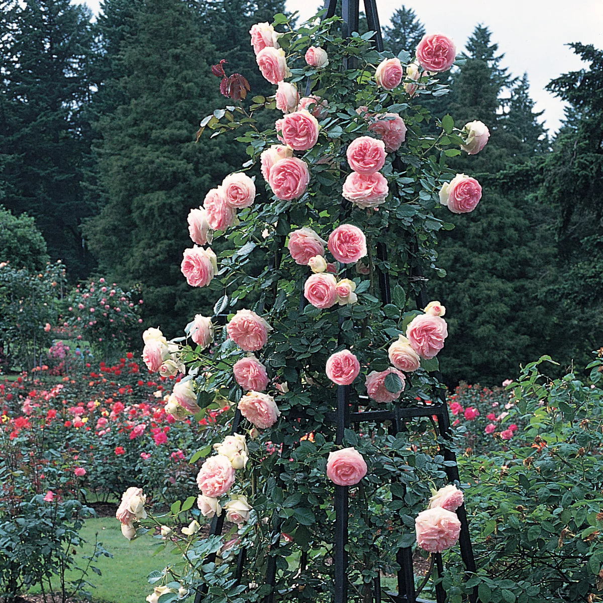 Rose - Climbing - Eden