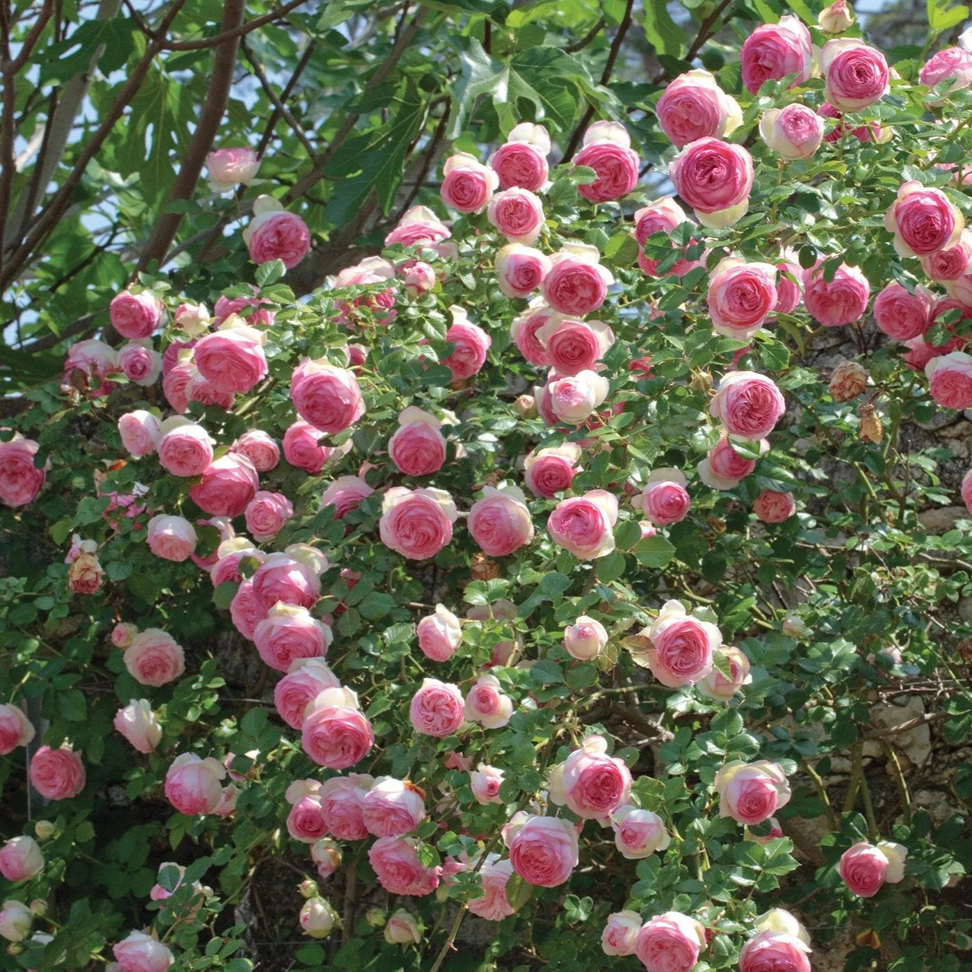 Rose - Climbing - Eden