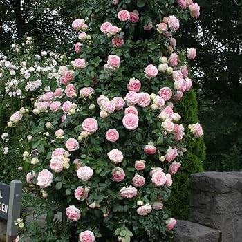 Rose - Climbing - Eden