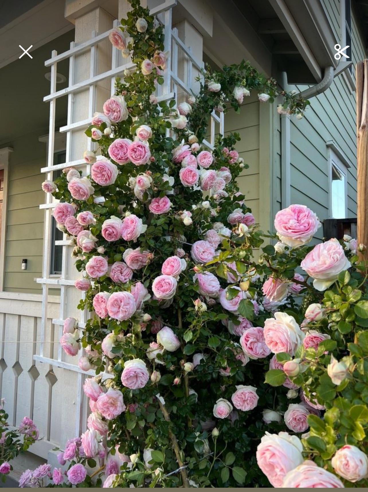 Rose - Climbing - Eden