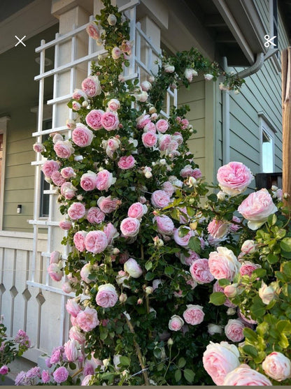 Rose - Climbing - Eden