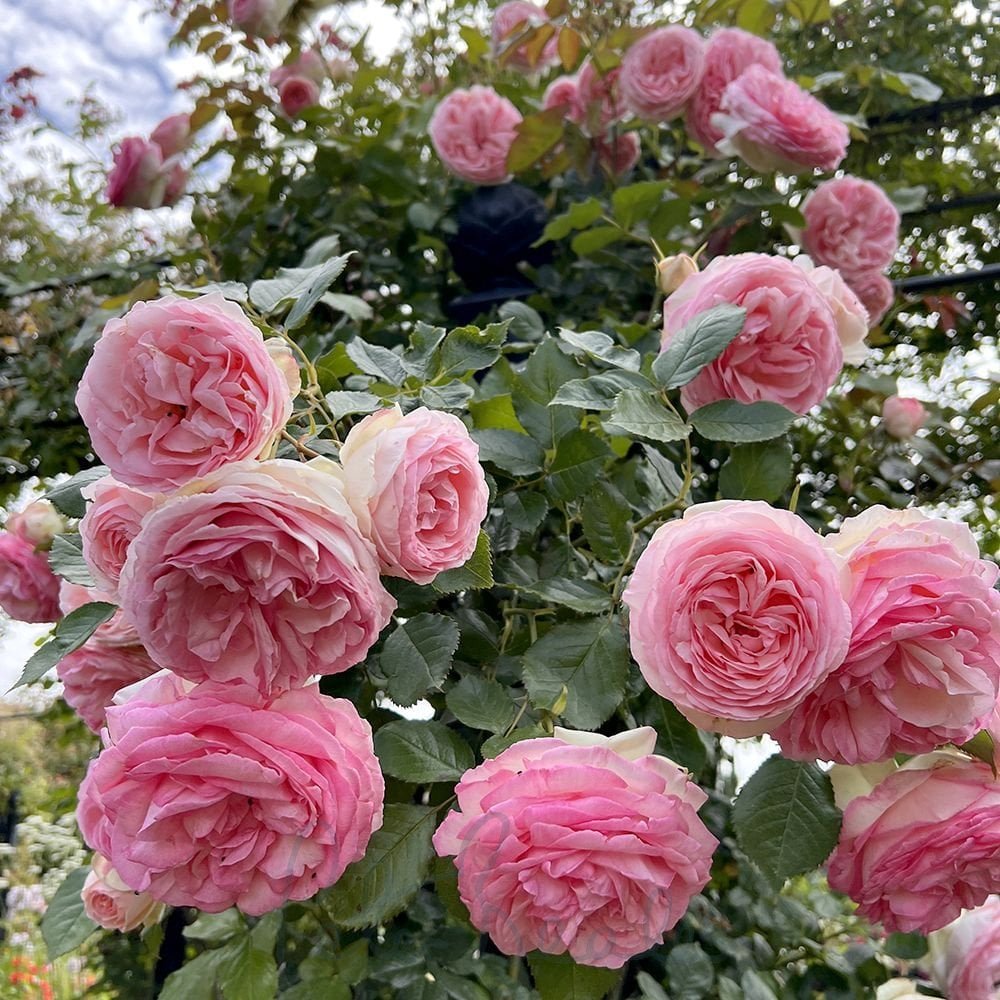 Rose - Climbing - Eden