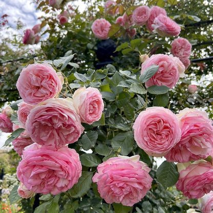 Rose - Climbing - Eden