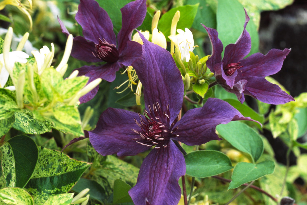 Clematis 'Guiding Promise' - Dwarf Variety for Borders