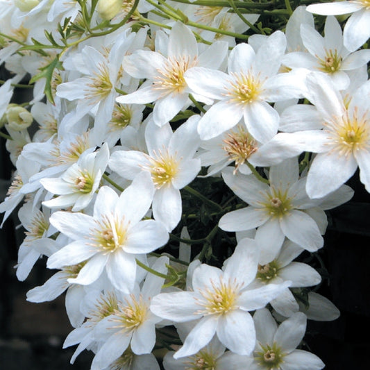 Clematis - Early Sensation