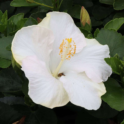 Tropical Hibiscus - HOLLYWOOD HIBISCUS EARTH ANGEL