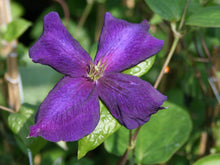 Load image into Gallery viewer, Clematis - Gus
