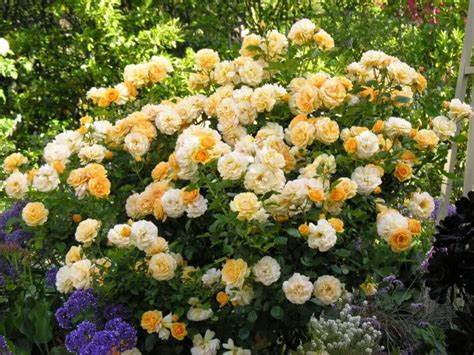 Rose - Kordes - Floribunda - Julia Child